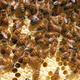 Illustration for article titled Will Californias Drought Cause a Honey Shortage?
